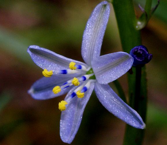 Blue Grass-lily (Caesia calliantha)