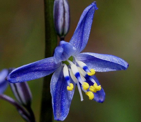 Blue Grass-lily (Caesia calliantha)