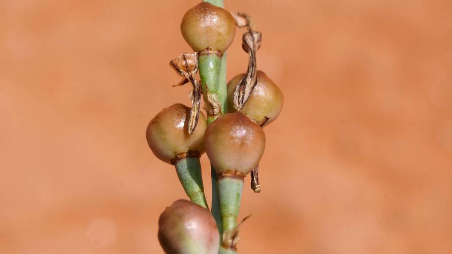 Onion Weed (Asphodelus fistulosus)