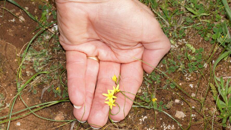 Tiny Star (Pauridia glabella var glabella)