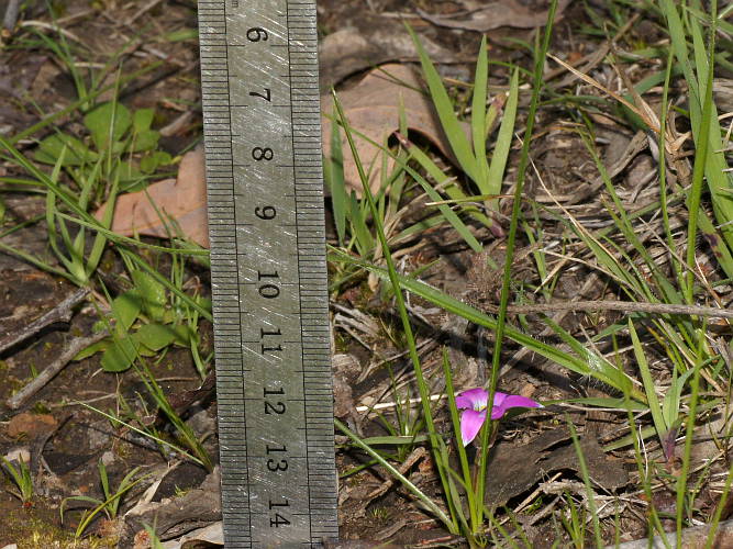 Guildford Iris (Romulea rosea var communis)