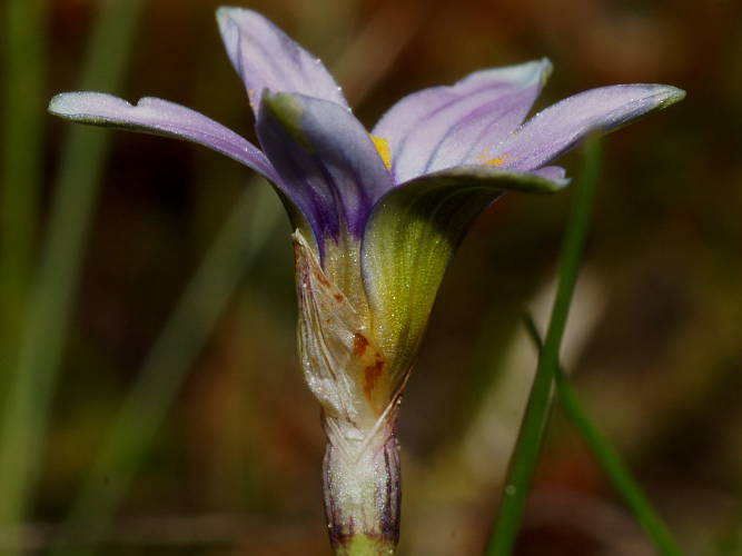 Guildford Iris (Romulea rosea var reflexa)
