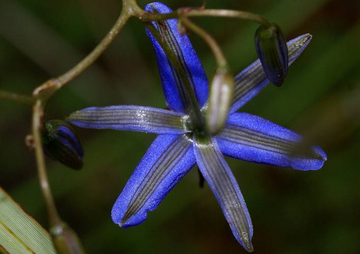Black-anther Flax-lily (Dianella revoluta)