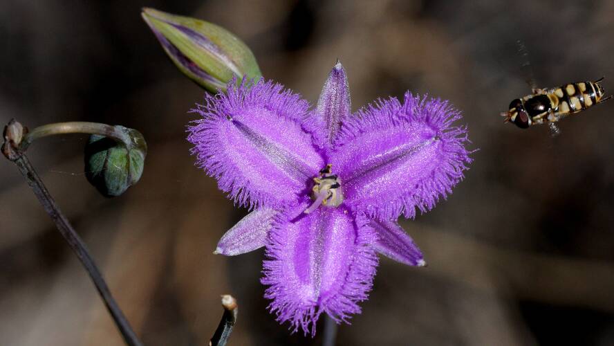 Grassy Fringe-lily (Thysanotus tenellus)