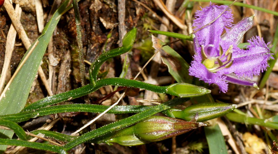 Twining Fringe-lily (Thysanotus patersonii)