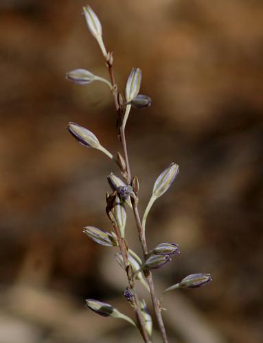 Mallee Fringe-lily (Thysanotus baueri)