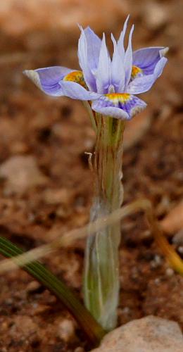 Thread Iris (Moraea setifolia)