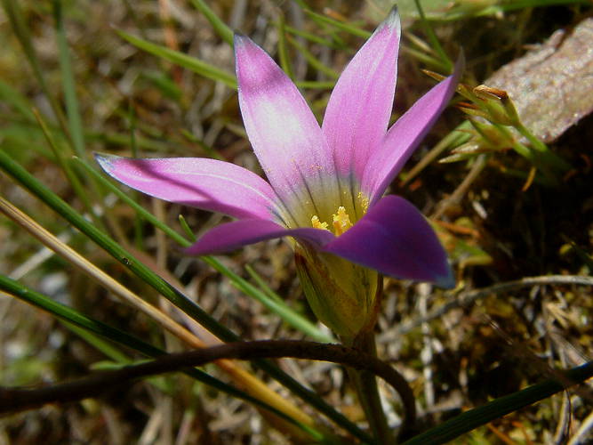 Guildford Iris (Romulea rosea var australis)