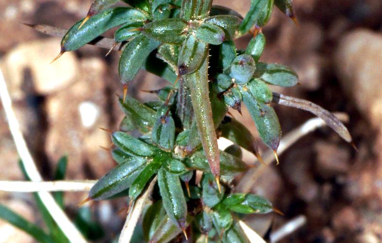 Buckbush (Salsola australis)