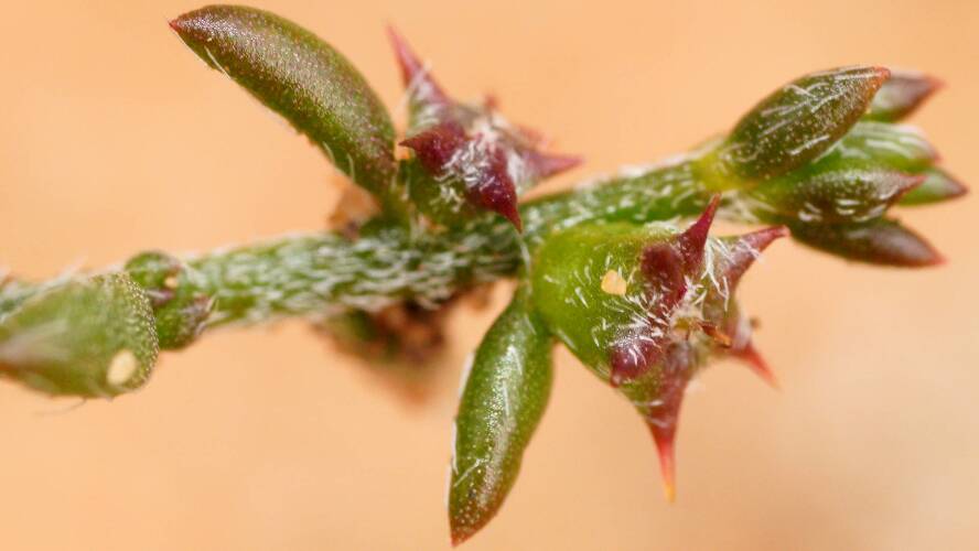 Small-flower Bindyi (Sclerolaena parviflora)