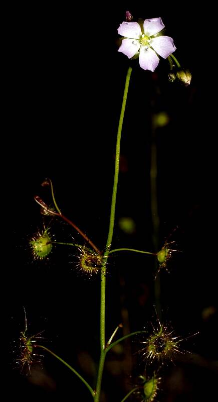 Tall Sundew (Drosera auriculata)
