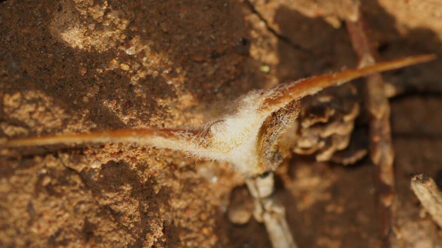 Oblique-spined Bindyi (Sclerolaena obliquicuspis)