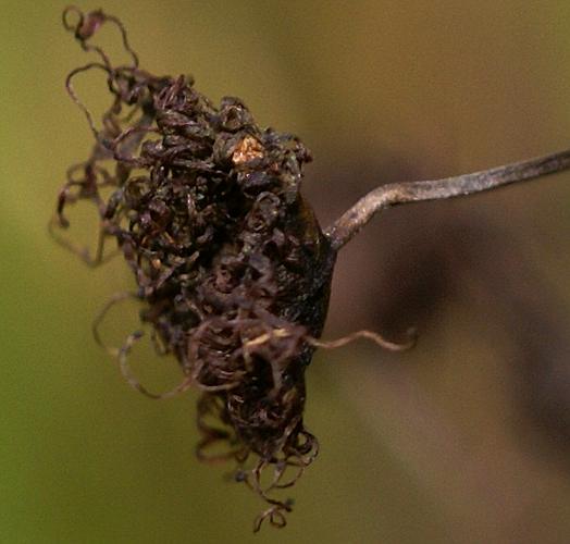 Tall Sundew (Drosera auriculata)