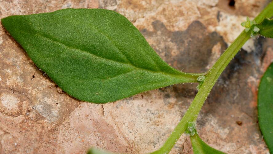 Desert Spinach (Tetragonia eremaea)