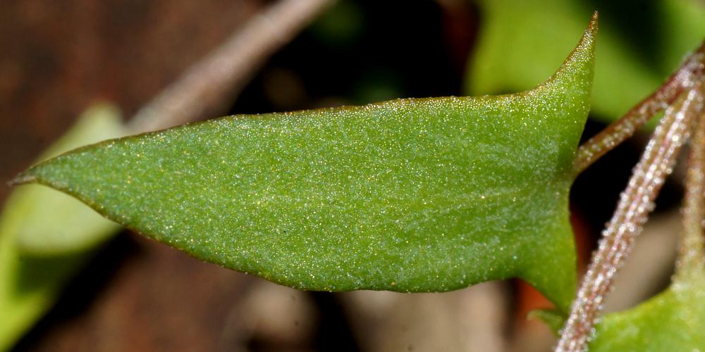 Climbing Saltbush (Einadia nutans ssp nutans)