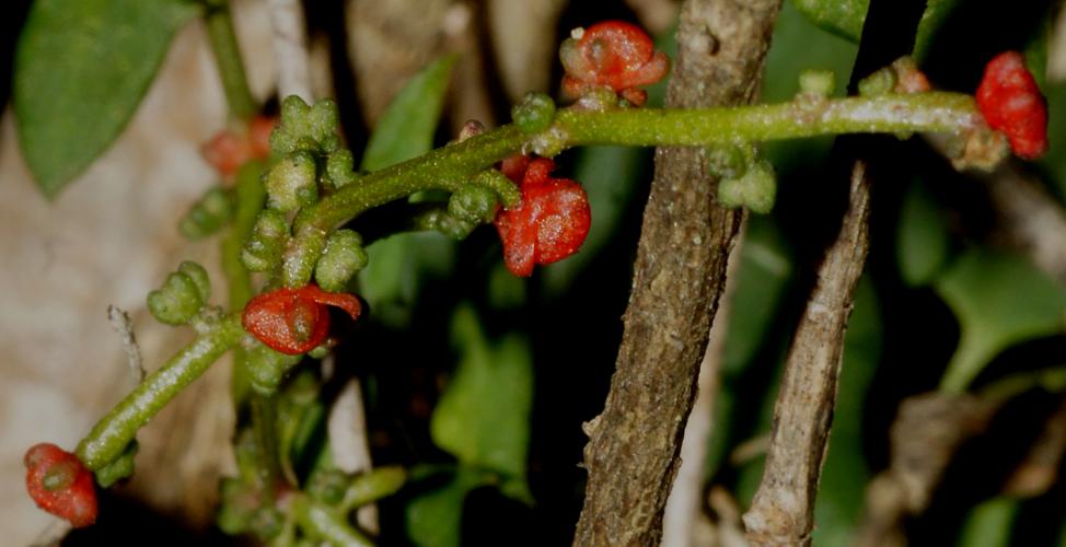 Climbing Saltbush (Einadia nutans ssp nutans)