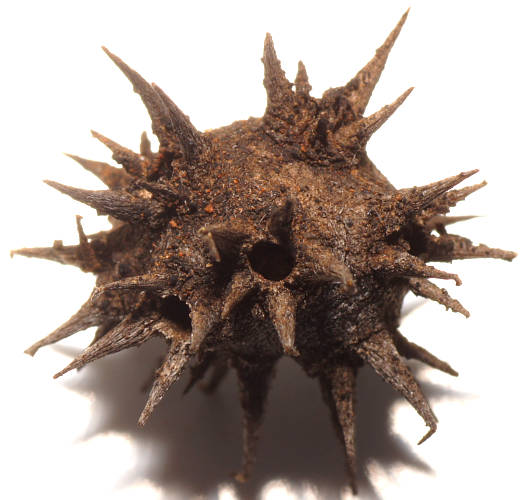 Cannonball Burr (Dissocarpus paradoxus)