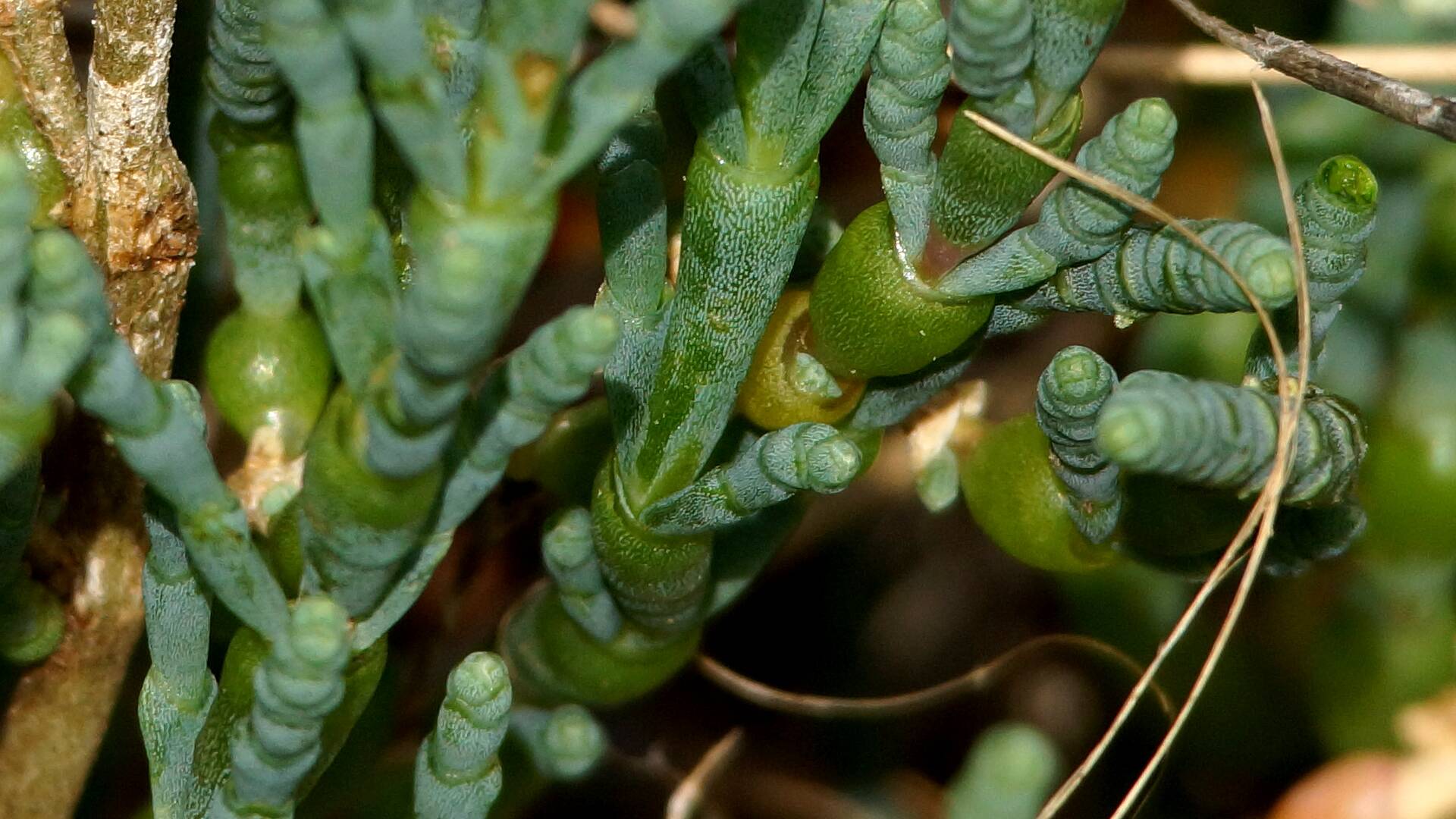 Samphire (Tecticornia sp)