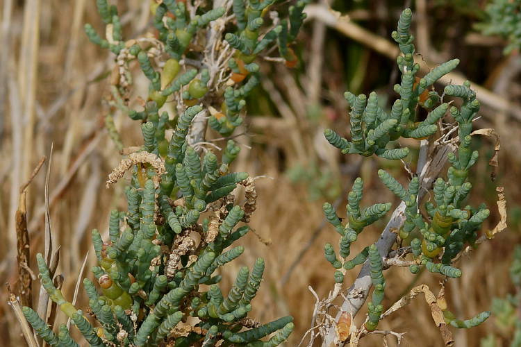 Samphire (Tecticornia sp)