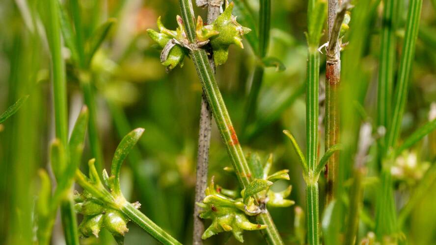 Twiggy Stinkweed (Opercularia turpis)