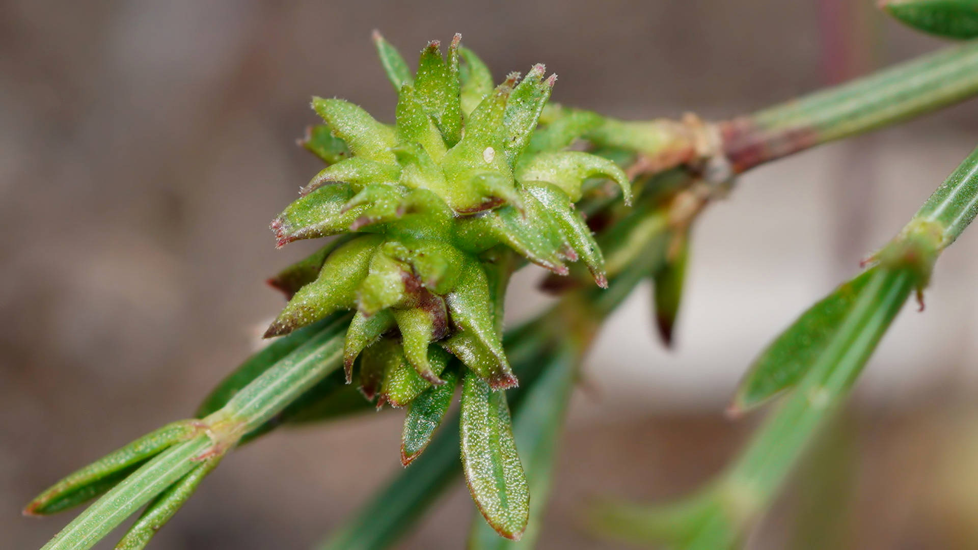Twiggy Stinkweed (Opercularia turpis)