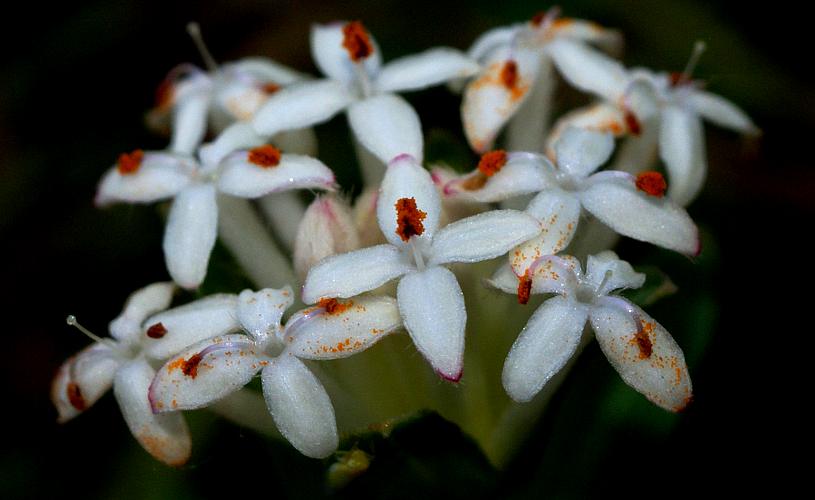 Small Riceflower (Pimelea humilis)