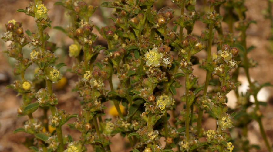 Clustered Lawrencia (Lawrencia glomerata)
