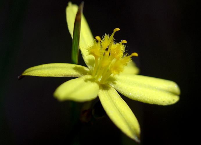 Yellow Rush-lily (Tricoryne elatior)