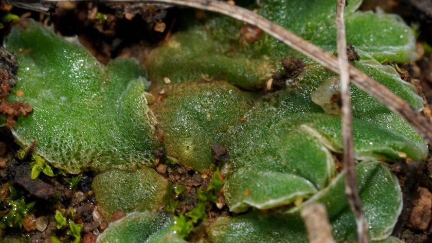 Thallose Crystalwort (Riccia lamellosa)