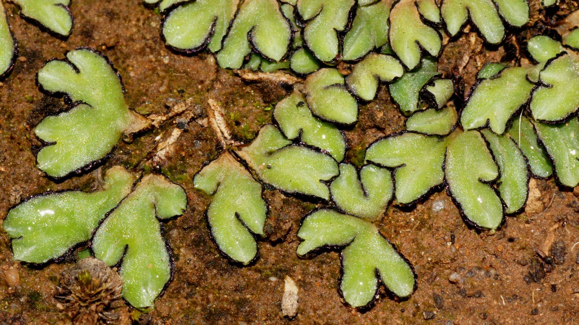 Black-edged Crystalwort (Riccia limbata)