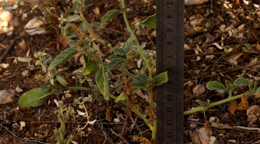 Heliotrope (Heliotropium europaeum)