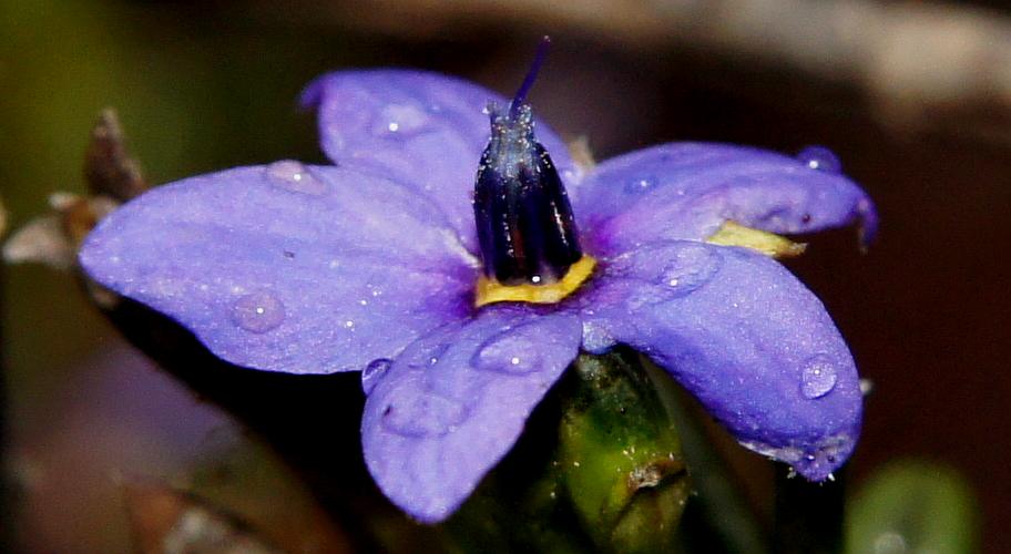 Smooth Blue-flower (Halgania andromedifolia)