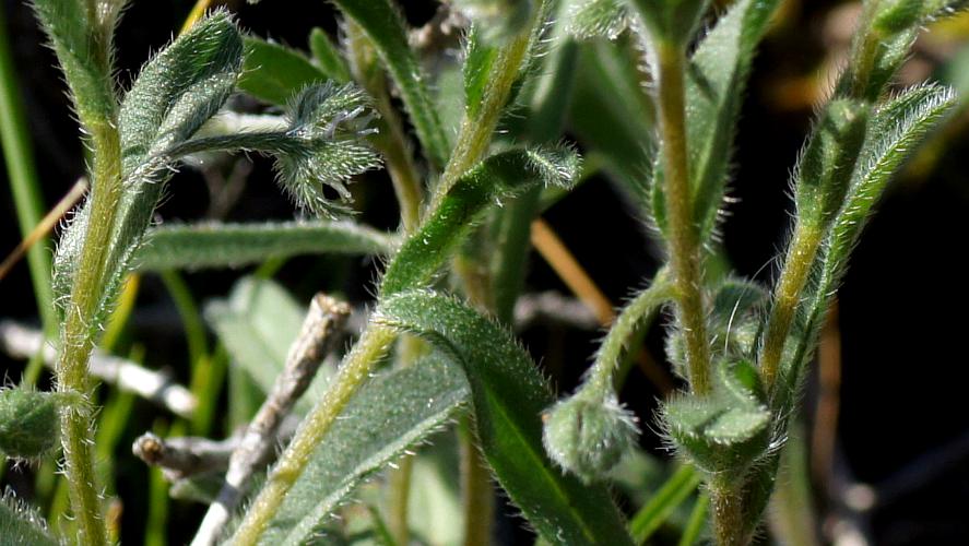 Burr Stickseed (Omphalolappula concava)