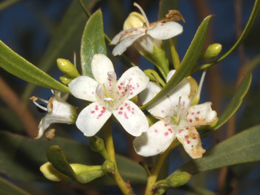 Mallee Sandalwood (Myoporum platycarpum ssp perbellum)