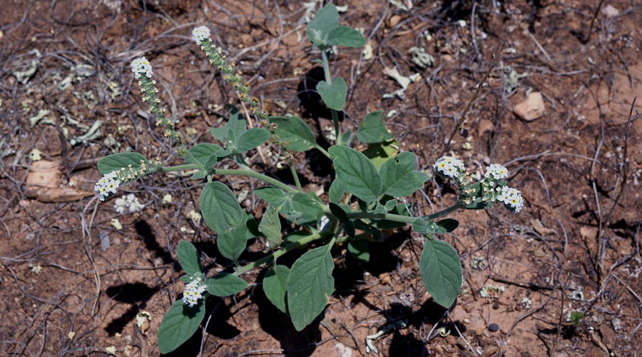 Heliotrope (Heliotropium europaeum)