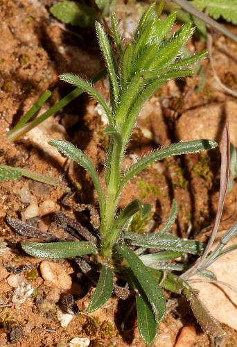 Burr Stickseed (Omphalolappula concava)