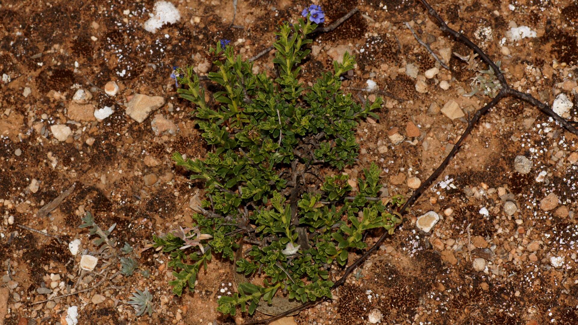 Rough Blue-flower (Halgania cyanea)