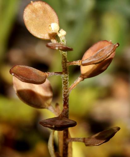 Flax-leaf Alyssum (Alyssum linifolium)