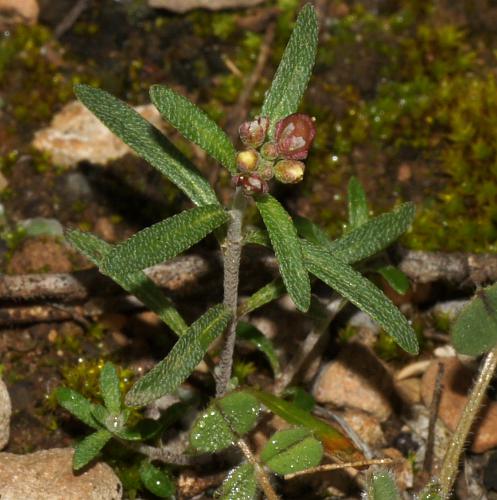 Flax-leaf Alyssum (Alyssum linifolium)