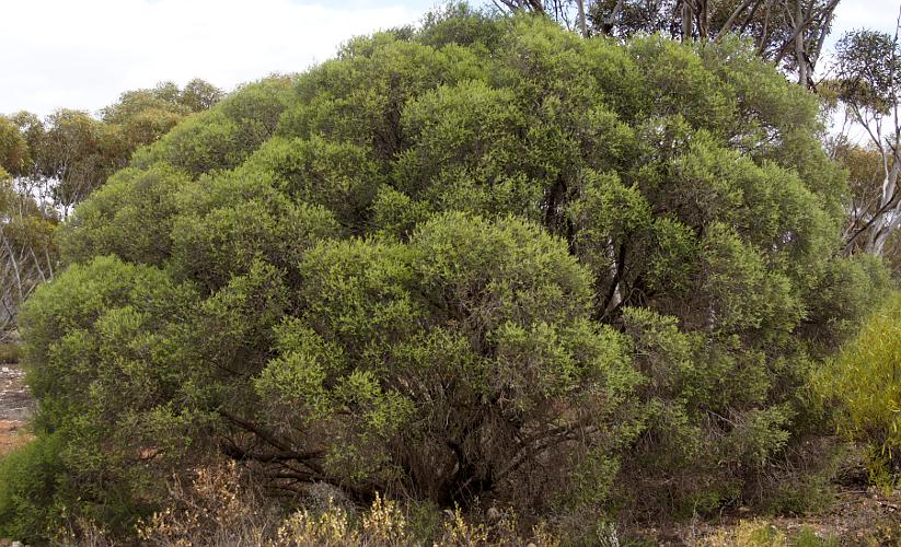 Dryland Tea-tree (Melaleuca lanceolata)