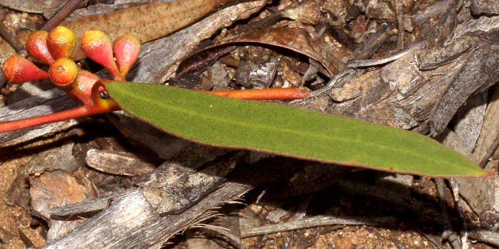 Yorrell (Eucalyptus gracilis)
