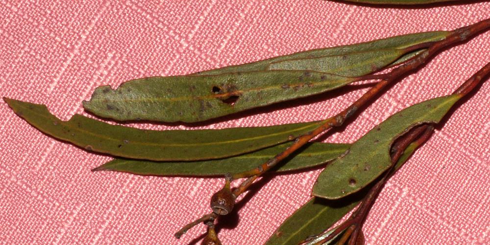 Narrow-leaf Red Mallee (Eucalyptus leptophylla)