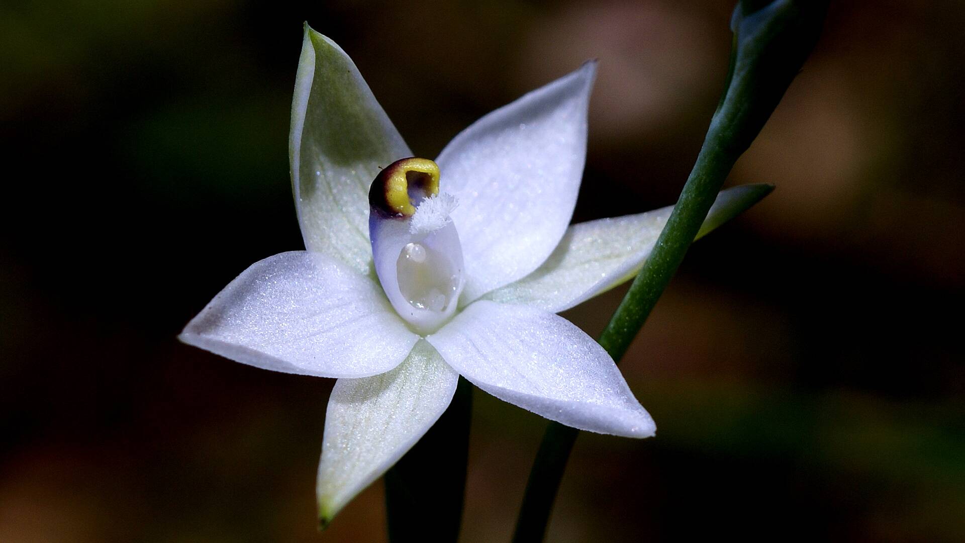 Small White Sun-orchid (Thelymitra albiflora)