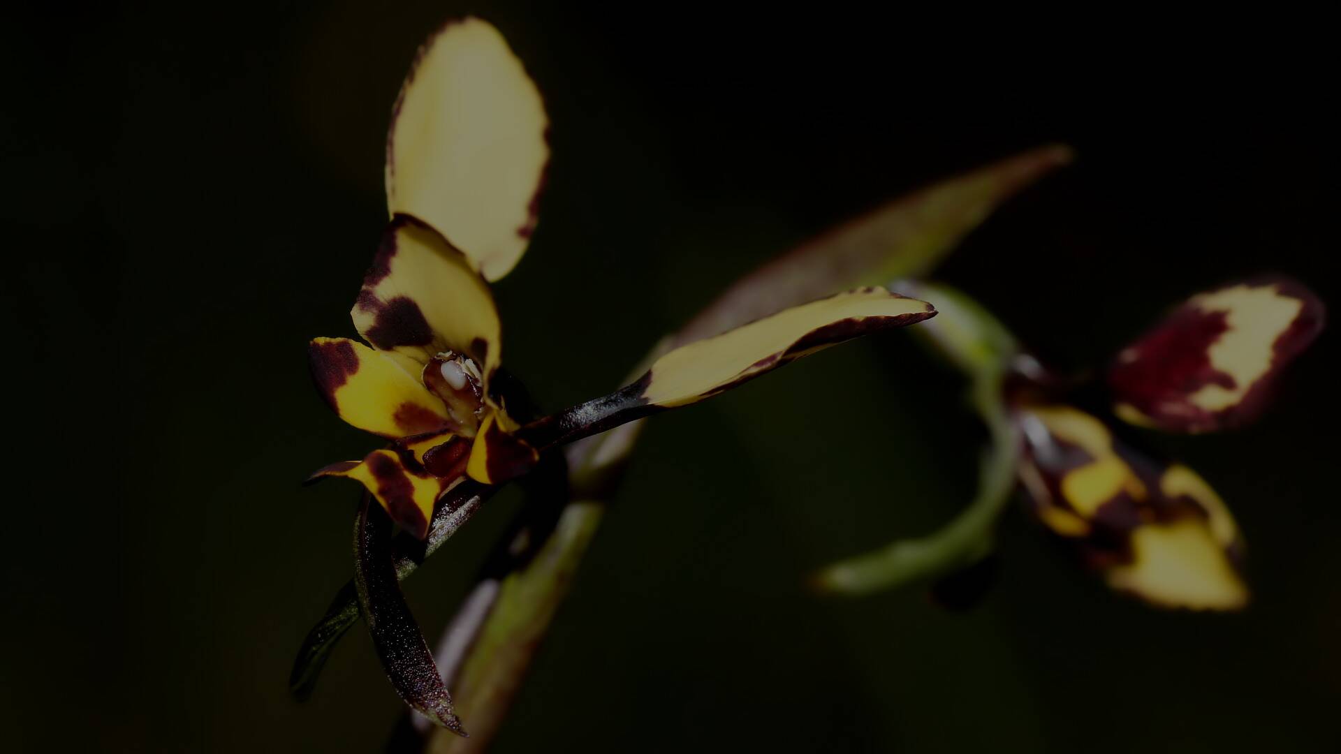 Spotted Donkey-orchid (Diuris pardina)