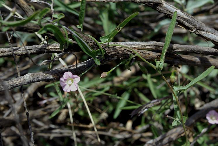 Grassy Bindweed (Convolvulus remotus)
