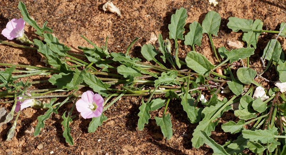 Grassland Bindweed (Convolvulus angustissimus ssp peninsularum)