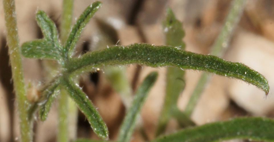 Grassland Bindweed (Convolvulus angustissimus ssp peninsularum)