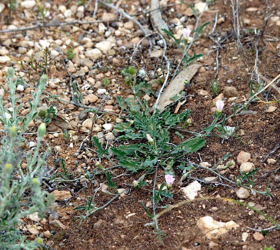 Australian Bindweed (Convolvulus angustissimus ssp angustissimus)