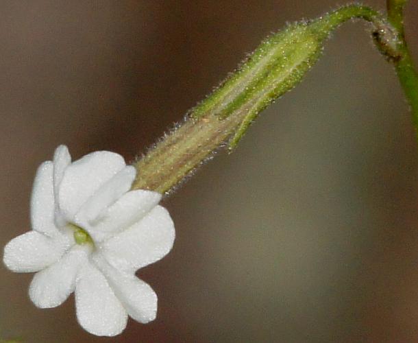 Small-flowered Tobacco (Nicotiana goodspeedii)