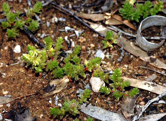 Dense Stonecrop (Crassula colorata)